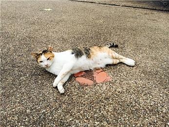 《荣耀战魂》Y6S1“黄金时代”新预告 新增英雄皮肤